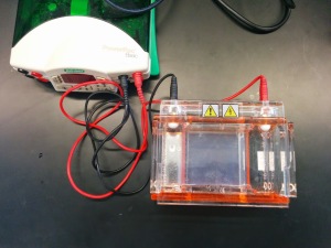 This is the box used to run the gel electrophoresis. You can see the positive (red) and negative (black) ends.